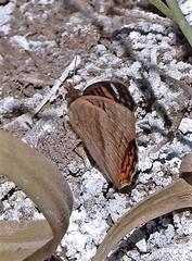 Junonia vestina livia