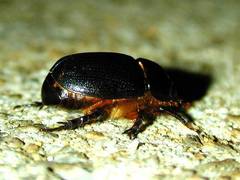 Xyloryctes jamaicensis