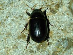 Xyloryctes jamaicensis