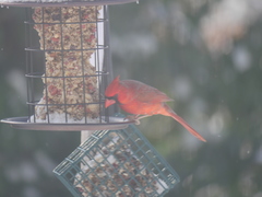 Cardinalis cardinalis