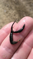 Geoplana arkalabamensis