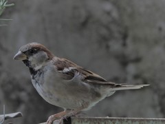 Passer domesticus