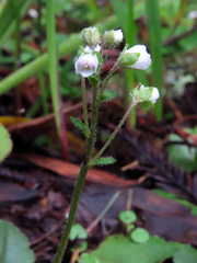Veronica californica
