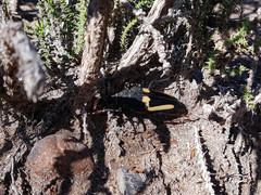 Calocomus desmarestii