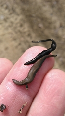 Geoplana arkalabamensis