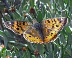 Junonia vestina livia