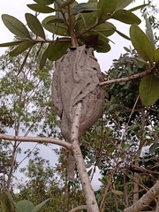 Parachartergus fraternus