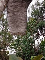 Parachartergus fraternus