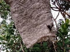 Parachartergus fraternus