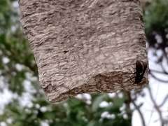 Parachartergus fraternus