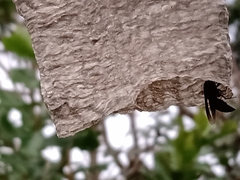 Parachartergus fraternus