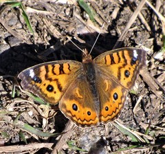 Junonia vestina livia