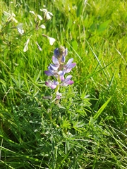 Lupinus angustifolius