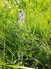Lupinus angustifolius
