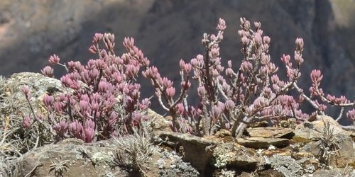 Oxalis teneriensis, photograph 2