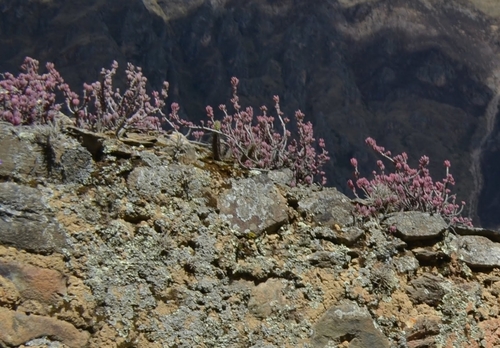 Oxalis teneriensis, photograph 3