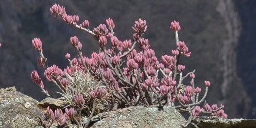 Oxalis teneriensis, photograph 4