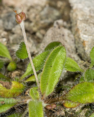 Plantago raoulii