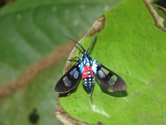 Cosmosoma regia