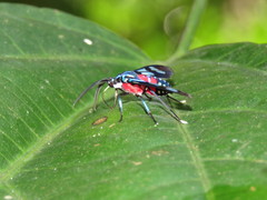 Cosmosoma regia