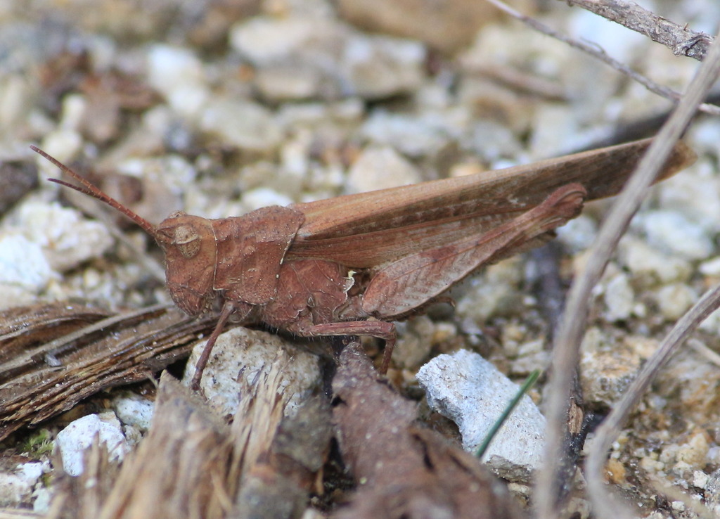 Mexican Blue-wing Grasshopper