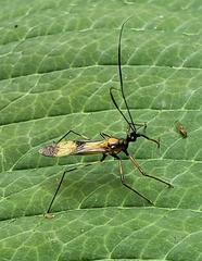 Graptocleptes