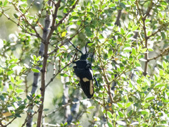 Calocomus desmarestii