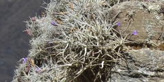 Tillandsia paleacea