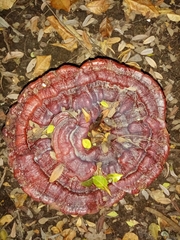 Polyporaceae