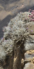 Tillandsia paleacea