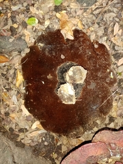 Polyporaceae