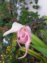 Phragmipedium