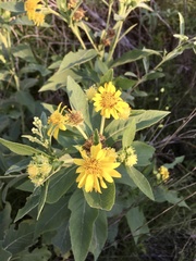 Verbesina subcordata