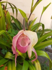 Phragmipedium