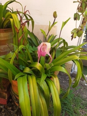 Phragmipedium