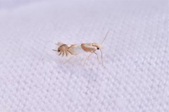 Phyllonorycter roboris