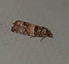 Lobesia artemisiana
