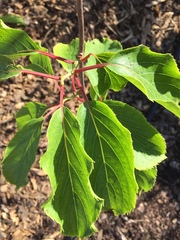Actinidia arguta