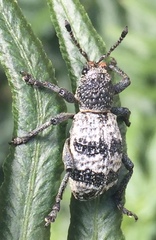 Aegorhinus superciliosus