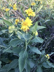 Verbesina subcordata