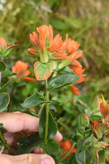 Castilleja litoralis