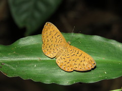 Metacharis victrix