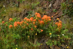 Castilleja litoralis