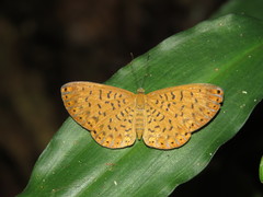 Metacharis victrix