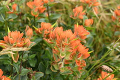 Castilleja litoralis