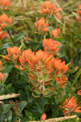 Castilleja litoralis