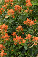 Castilleja litoralis