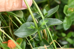 Castilleja litoralis