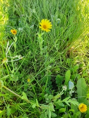 Calendula arvensis