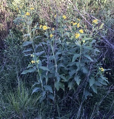 Verbesina subcordata